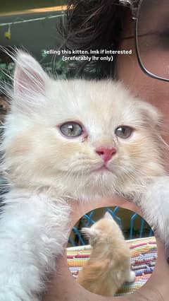 Fawn Persian kitten