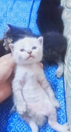 White Persian Kitten Blue Eyes Extreme coated