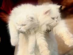 Persian Cat's piar