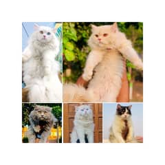 Persian kitten cats