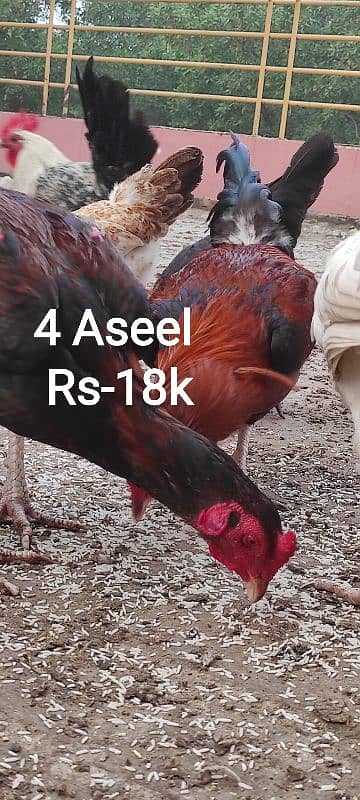 Aseel Hira 5 Month | 4 Male, 1 Female | All 36000 15