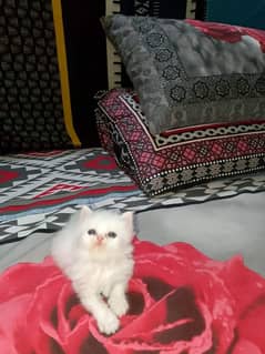 Persian cat