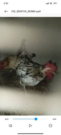 I want to sell my hens