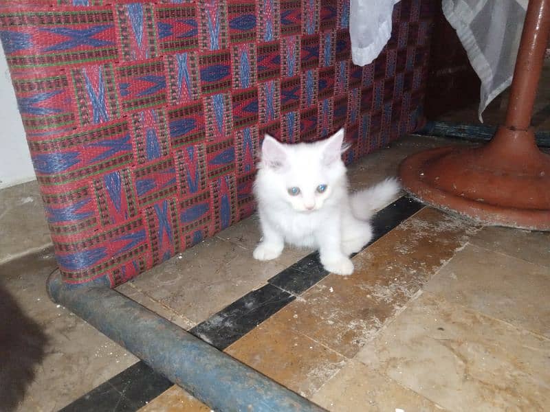 Persian Triple Coated White Male for Sale 0