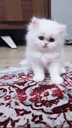 Persian cat for Sale