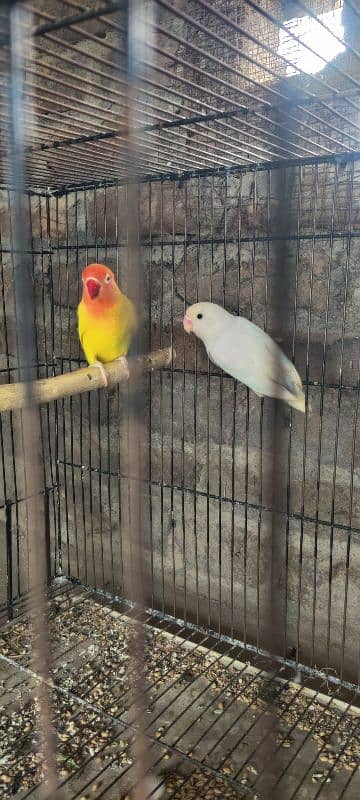 Albino red eyes pair for sale 2