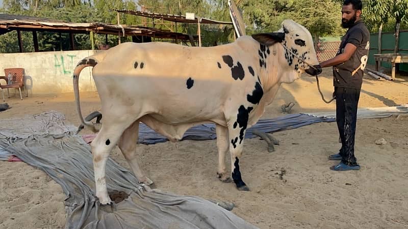 Bull for Sale Pakkay Kheeray 0