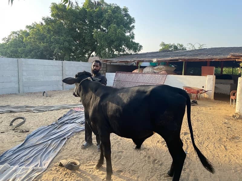 Bull for Sale Pakkay Kheeray 1