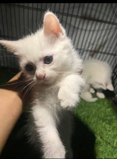 two white kitten double cot  grey eyes