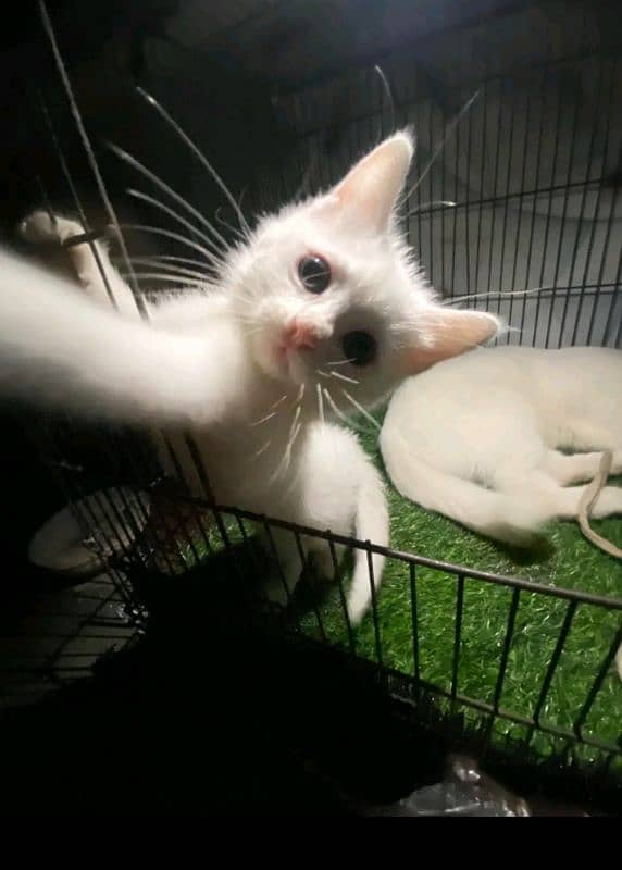 two white kitten double cot  grey eyes 1