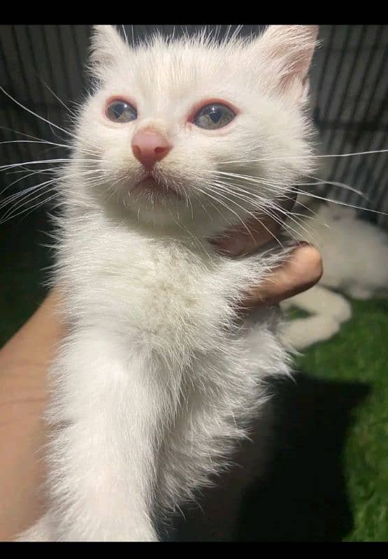 two white kitten double cot  grey eyes 5