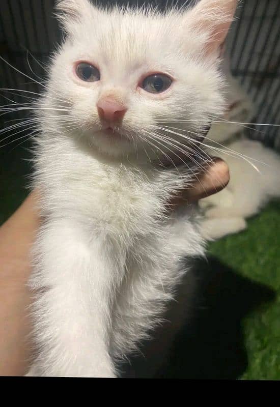 two white kitten double cot  grey eyes 6