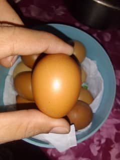 Lohman brown Eggs,Desi Eggs