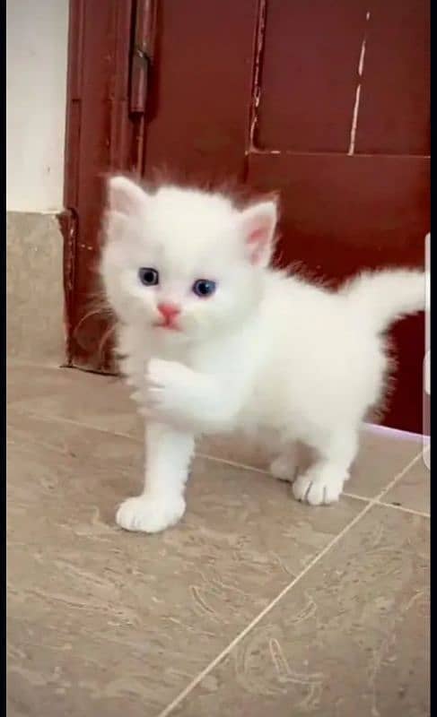 best kittens in cheap price 0