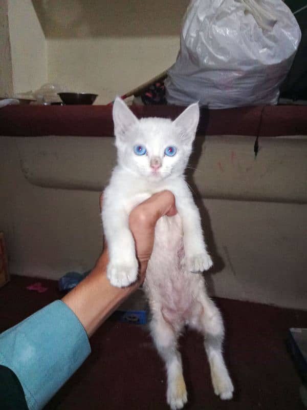 best kittens in cheap price 1