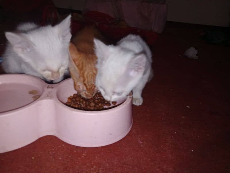 best kittens in cheap price 2