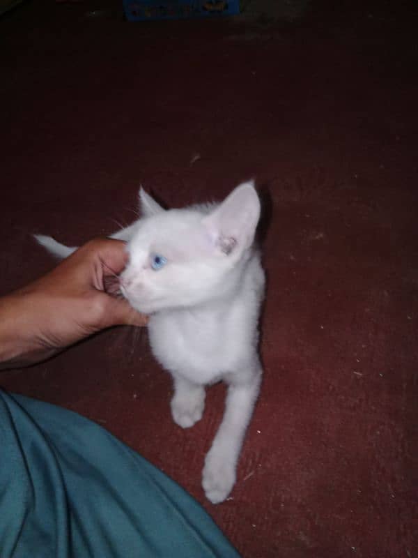 best kittens in cheap price 5