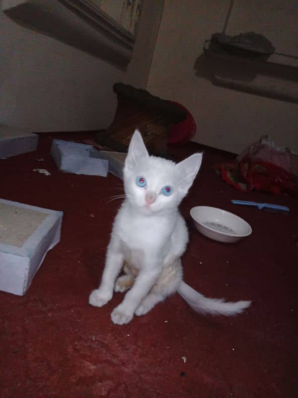 best kittens in cheap price 6