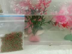 fish bundle with aquarium