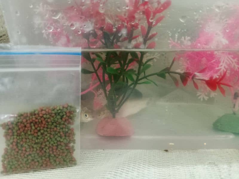 plastic Aquarium with decoration 0