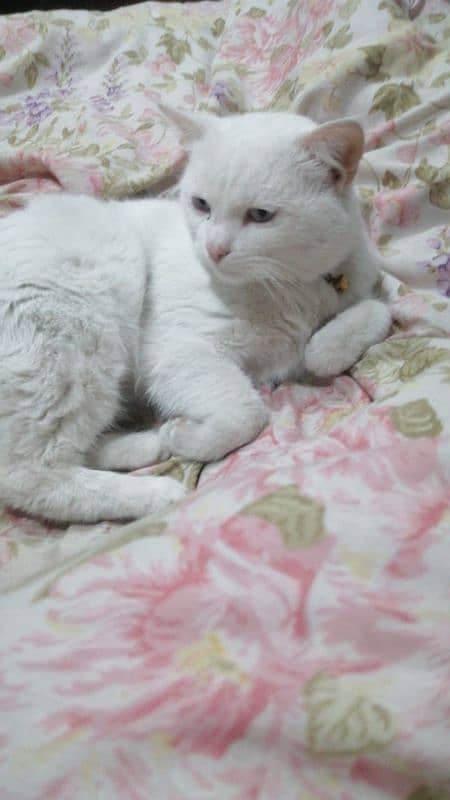 white persian male cat 1