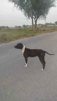 dog for sale big dog sor KO Marta h ak ankh b zya Hu gye