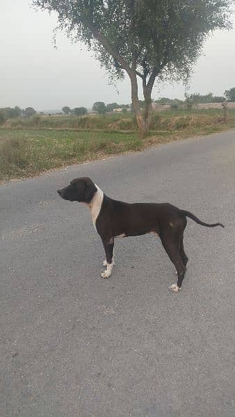 dog for sale big dog sor KO Marta h ak ankh b zya Hu gye 0