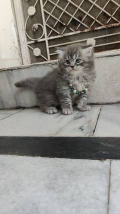 Persian triple coated kitten pair