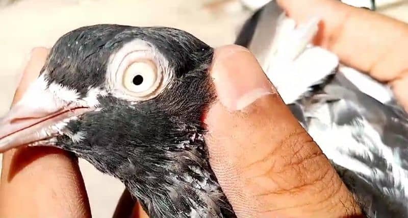 High Quality Pigeons location Khana pul Rawalpindi 03314646674 1