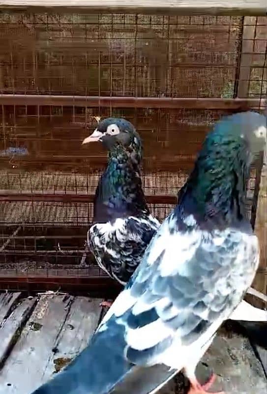 High Quality Pigeons location Khana pul Rawalpindi 03314646674 2