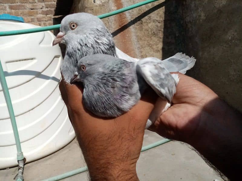 High Quality Pigeons location Khana pul Rawalpindi 03314646674 3