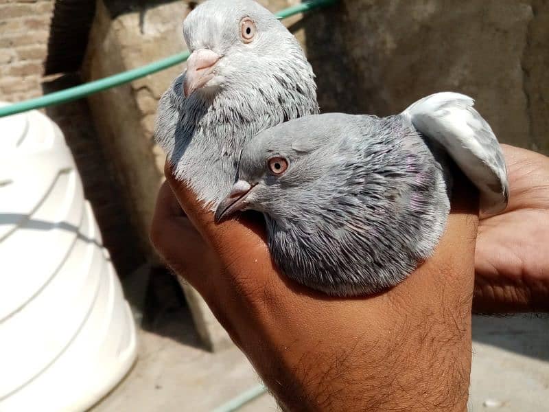 High Quality Pigeons location Khana pul Rawalpindi 03314646674 4