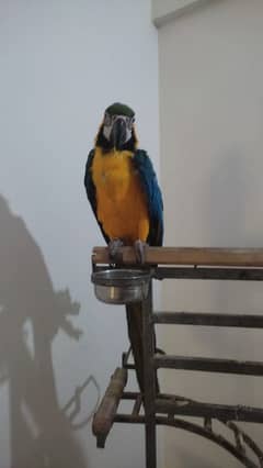 Blue & Gold macaw