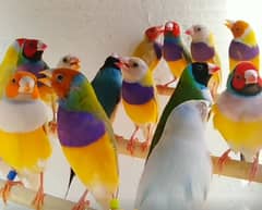 Lady Gouldian finch Breeding Pair