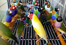 Lady Gouldian finch Breeding Pair