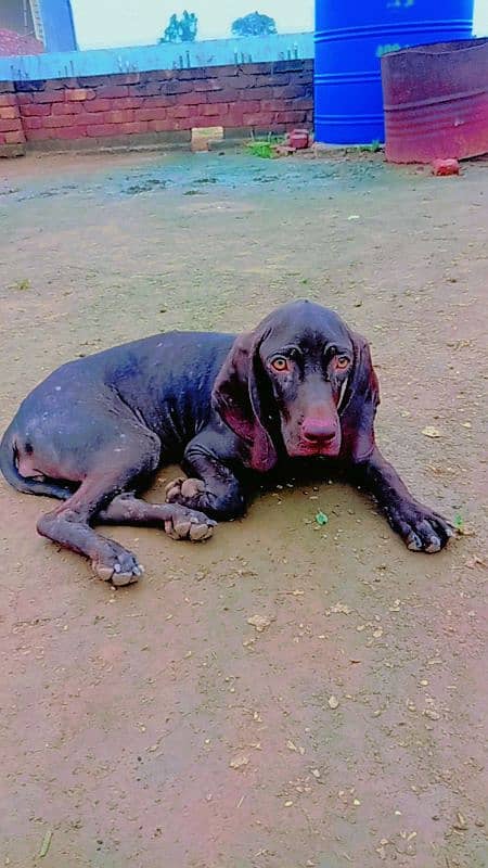 female panther dog 8