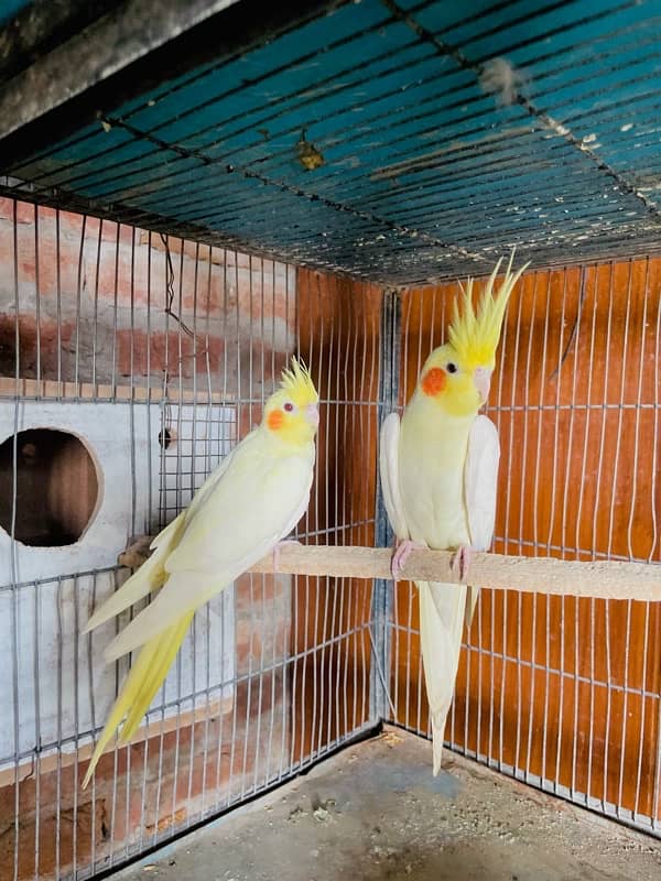 cream cocktail Red Eyes breeder pair for sale 0