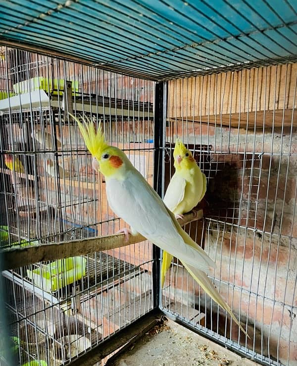 cream cocktail Red Eyes breeder pair for sale 1