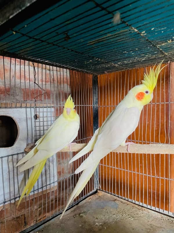 cream cocktail Red Eyes breeder pair for sale 2