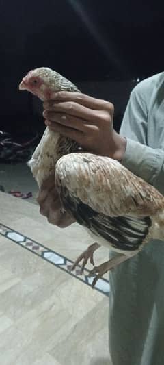 hens female