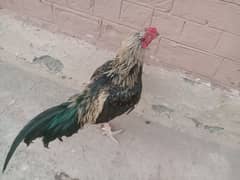 Men hen for sale