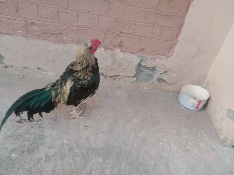 Hen for sale 1