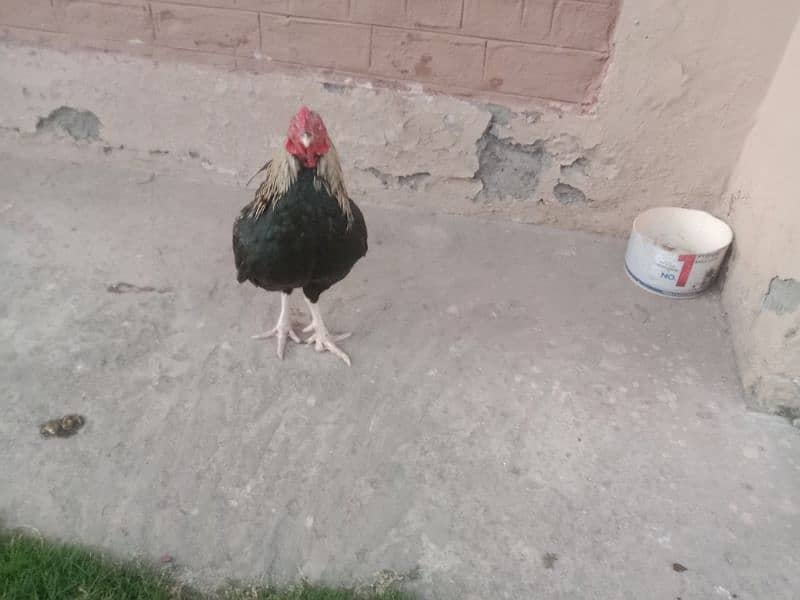 Hen for sale 2