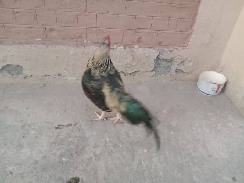 Hen for sale 3