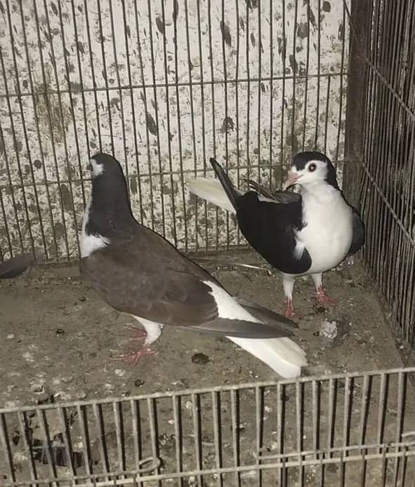 Sherazi pigeons 1