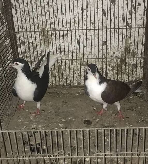 Sherazi pigeons 2