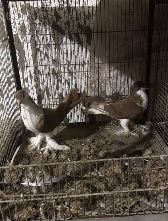 Sherazi pigeons 3