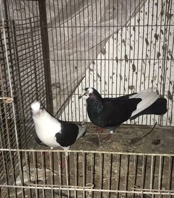 Sherazi pigeons 4