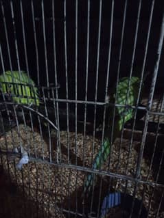 parrots