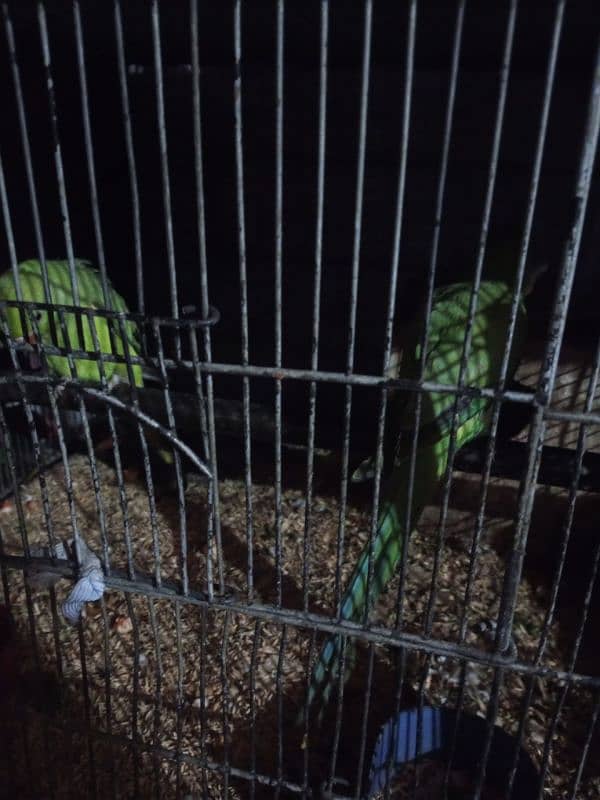 parrots per peice 6500 0